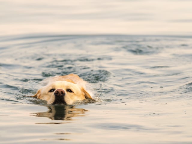 Keep them safe in the sea Your dog may be a confident swimmer, but big waves and strong tides can be hazardous. Bring along an extended leash so your pup can take a dip in the sea without going too far, and purchase a dog-friendly life jacket to ensure their safety at all times. The sea is full of hidden dangers, from sharp shells and rocks to broken glass and washed-up rubbish. All of these items can be dangerous to your dog’s paw pads. Not only can some of the items be sharp and cut your pup, but they can also be dangerous if eaten. They can cause bacterial infections,