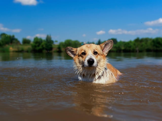 Watch out for blue-green algae Dangerous and sometimes deadly, blue-green algae is often fatal for dogs and can cause long term health problems if consumed. It is most likely to thrive in bodies of fresh water such as lakes and ponds, during the warmer months of the year -  because the weather conditions promote the growth of cyanobacteria. If your dog takes a quick drink from the water, it could lead to vomiting, diarrhoea, or lethargy due to harmful toxins which can stop their liver from functioning properly. So, it's important to be vigilant and don’t allow your dog to take a dip in water where algae may be present.