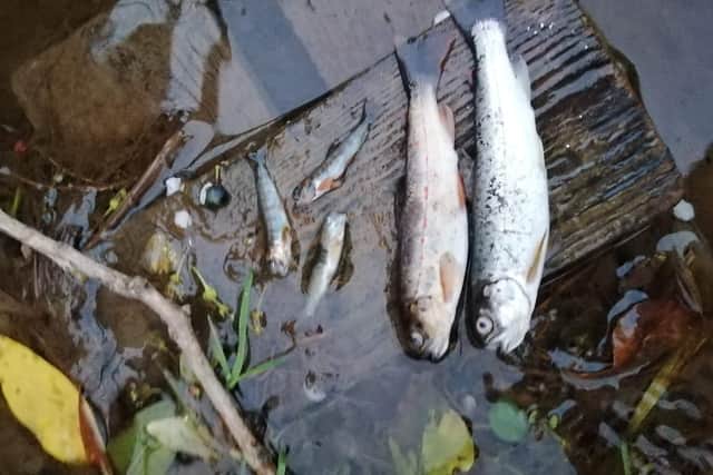 Some of the fish found dead by a member of the public. Picture courtesy of Councillor Terry Crossan.