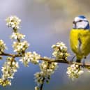 Blue tit perched on twig of Hawthorn  with white blossom.