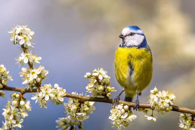 Blue tit perched on twig of Hawthorn with white blossom.