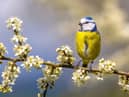 Blue tit perched on twig of Hawthorn  with white blossom.