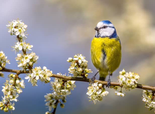 Blue tit perched on twig of Hawthorn  with white blossom.
