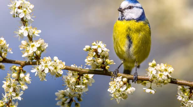 Blue tit perched on twig of Hawthorn  with white blossom.