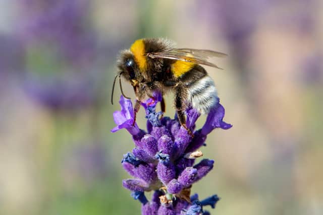 Diligent bee sucks lavender nectar.