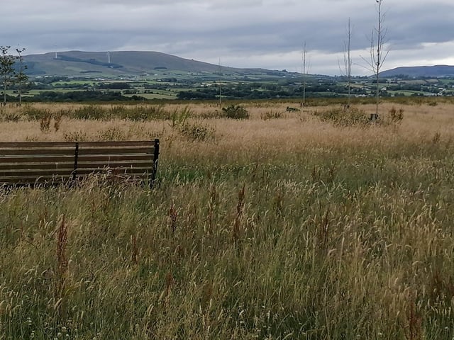 Culmore Country Park is a great spot for the dog away from traffic and with plenty of room to stay away from other humans too!