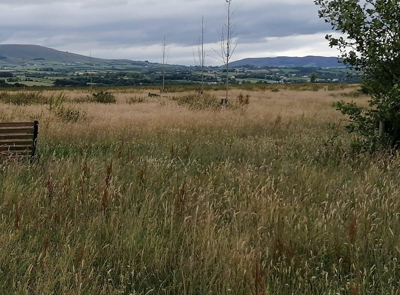 Culmore Country Park is a great spot for the dog away from traffic and with plenty of room to stay away from other humans too!