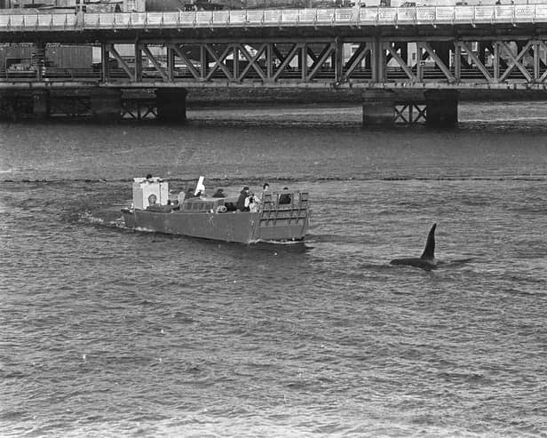KIller whale ('Dopey Dick') trapped in the river Foyle at Derry.  Army patrol boat tries to persuade Dopey to leave the river....12/11/77Ref  252/77/bw