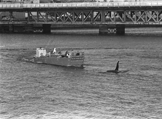 KIller whale ('Dopey Dick') trapped in the river Foyle at Derry.  Army patrol boat tries to persuade Dopey to leave the river....12/11/77Ref  252/77/bw