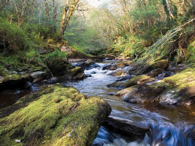 Ness Woods on the outskirts of the city is a vast wooded area that any dog would love to explore.