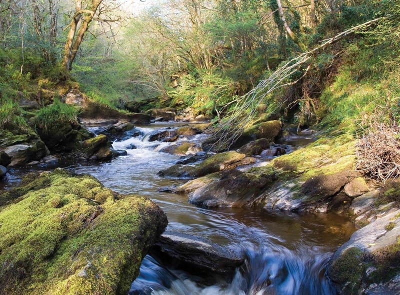 Ness Woods on the outskirts of the city is a vast wooded area that any dog would love to explore.