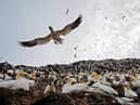 A colony of gannets. Bird flu has been detected among wild seabirds on Rathlin.