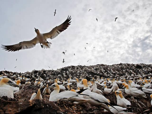 A colony of gannets. Bird flu has been detected among wild seabirds on Rathlin.