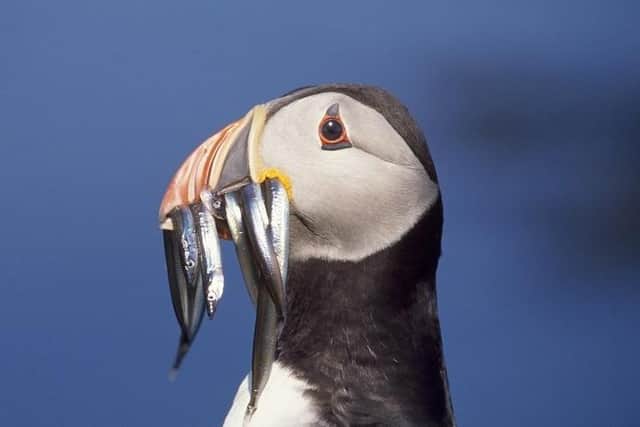 Fears over bird flu.