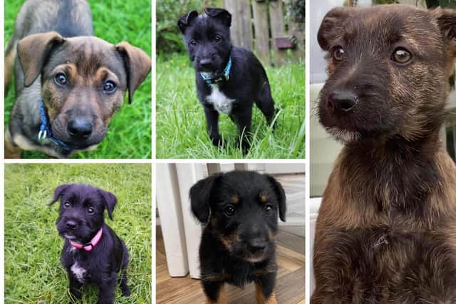 Jasmine, Eri, Ruby, Cookie and Murphy, who are all looking for homes in Derry.