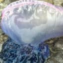The Portuguese Man o' War