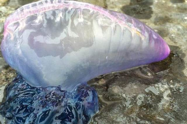 The Portuguese Man o' War