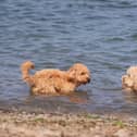Dogs enjoying the sun and sea. Picture by Jonathan Porter/PressEye.