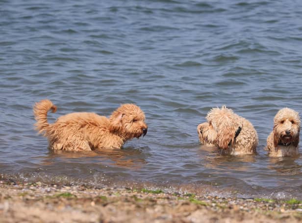 Dogs enjoying the sun and sea. Picture by Jonathan Porter/PressEye.