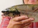 A pink salmon caught in the Foyle