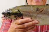 A pink salmon caught in the Foyle