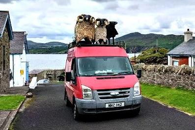 'Sheep on a roof' arrive at Artlink