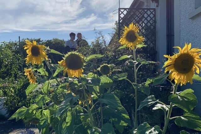 Oberons Giant sunflowers in the sunshine last August in Redcastle.