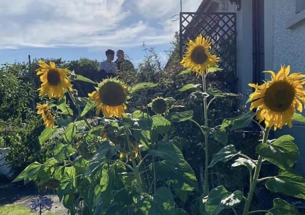 Oberons Giant sunflowers in the sunshine last August in Redcastle.