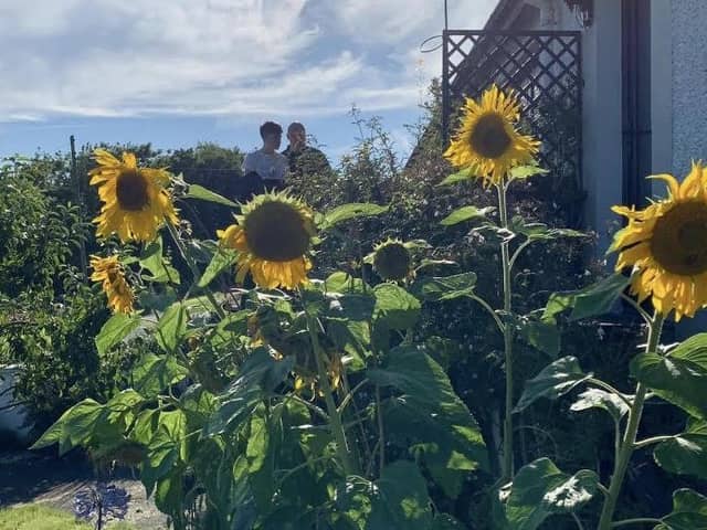 Oberons Giant sunflowers in the sunshine last August in Redcastle.