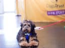 With lockdown restrictions continuing to ease, Dogs Trust is urging dog owners to prepare now