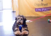 With lockdown restrictions continuing to ease, Dogs Trust is urging dog owners to prepare now