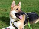 Beau is a stunning dog who still acts like a big puppy.