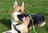 Beau is a stunning dog who still acts like a big puppy.
