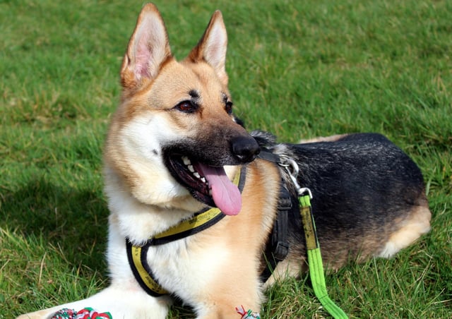 Beau is a stunning dog who still acts like a big puppy.