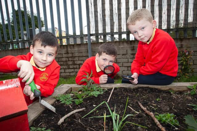 Pupils Matis McCarron, Ronan Stewart and Jacob McCollum using their Forest School skills at Steelstown Primary School this week.