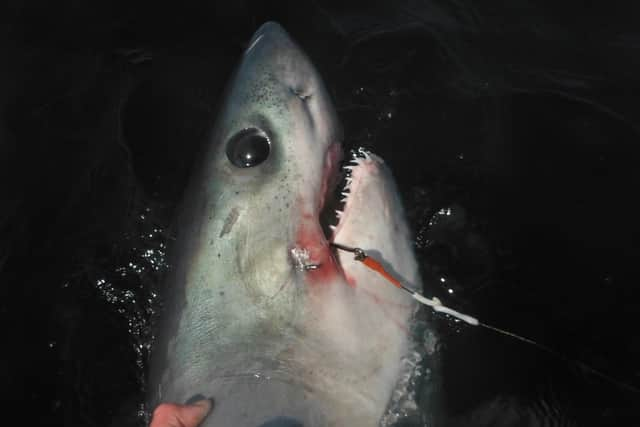 A Porbeagle - a member of the Lamnidae family of sharks and as such a close relative of the Great White.