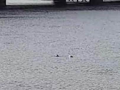 Porpoises near the Craigavon Bridge on Saturday.
