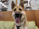 Beau is a stunning dog who still acts like a big puppy. Beau is looking for an adult only, experienced home