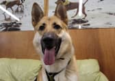 Beau is a stunning dog who still acts like a big puppy. Beau is looking for an adult only, experienced home