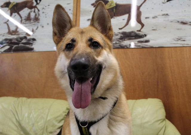 Beau is a stunning dog who still acts like a big puppy. Beau is looking for an adult only, experienced home