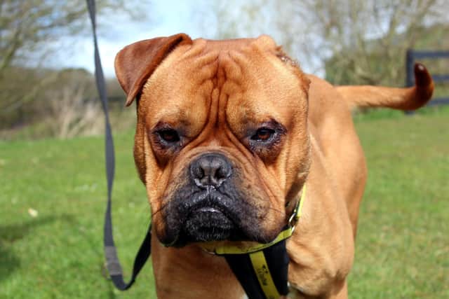 Dog De BordeauX Vincent is a friendly big lad who enjoys the attention and company of people
