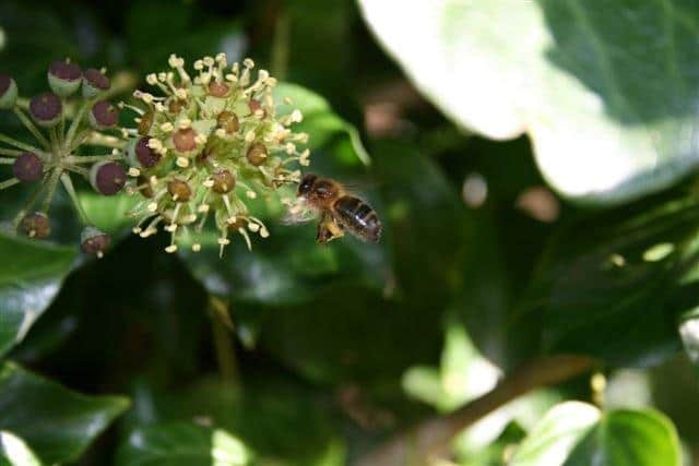 The native little Irish honey bee.