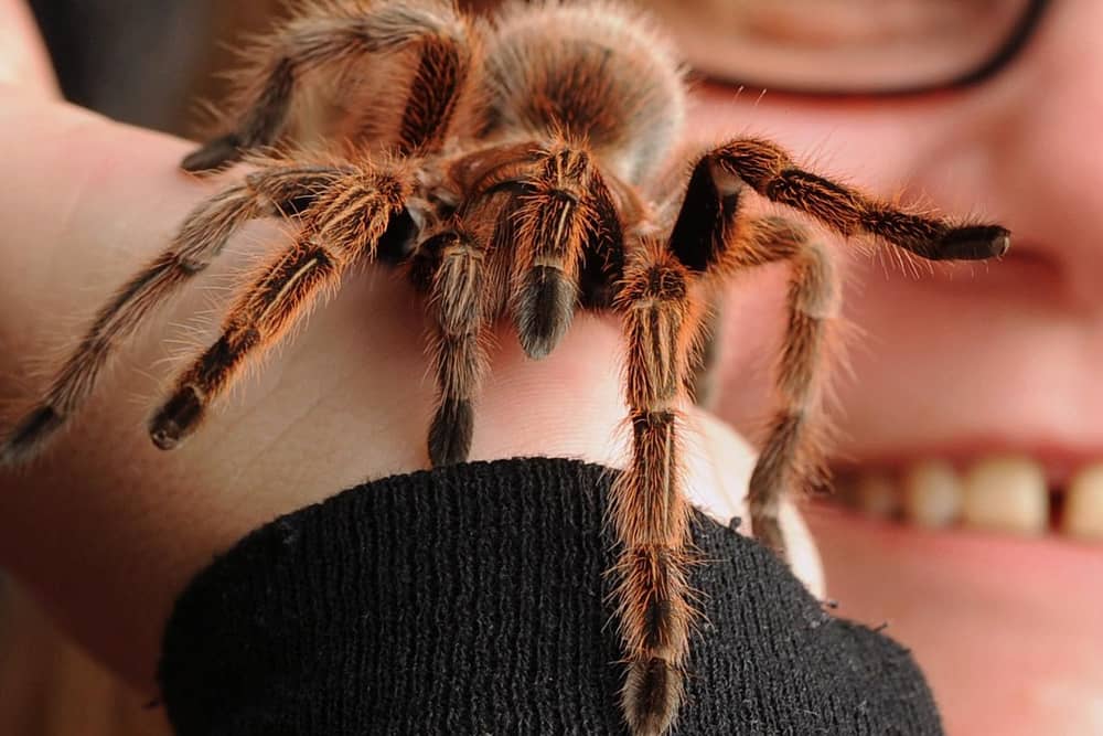 A Mexican redknee tarantula