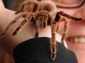 A Mexican redknee tarantula
