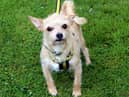 Chihuahua Tessa is a dog who loves her home comforts and would like to find a potential owner who will be around most of the day