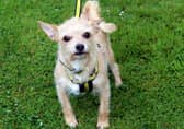 Chihuahua Tessa is a dog who loves her home comforts and would like to find a potential owner who will be around most of the day