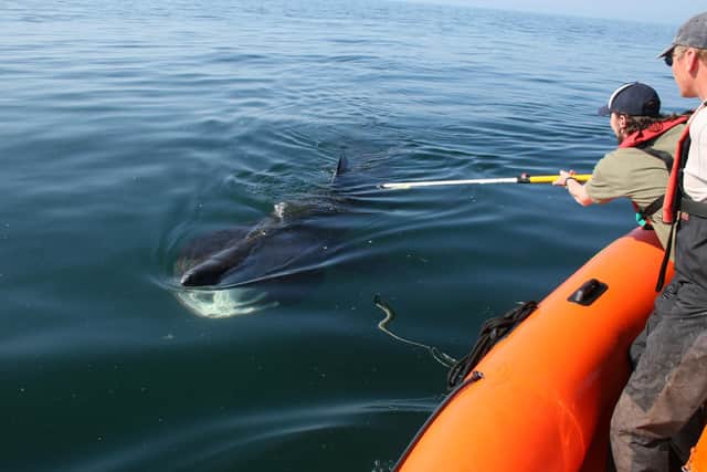 A Basking Shark being tagging off Malin Head a few years ago.