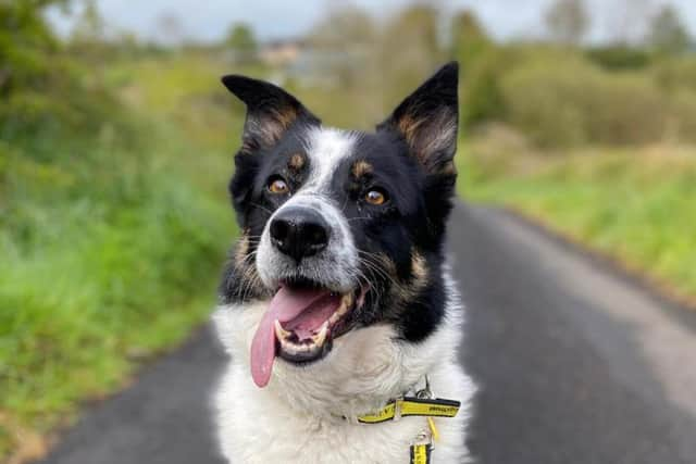 Border Collie Charlie loves playing with a tennis ball and his toys. He adores getting out for walks