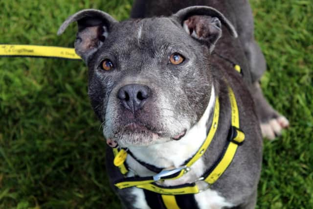 Staffordshire Bull Terrier Hunter is an extremely affectionate and playful boy with plenty of energy