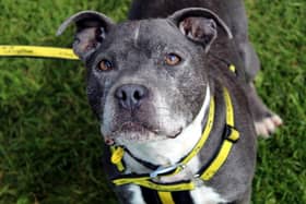 Staffordshire Bull Terrier Hunter is an extremely affectionate and playful boy with plenty of energy